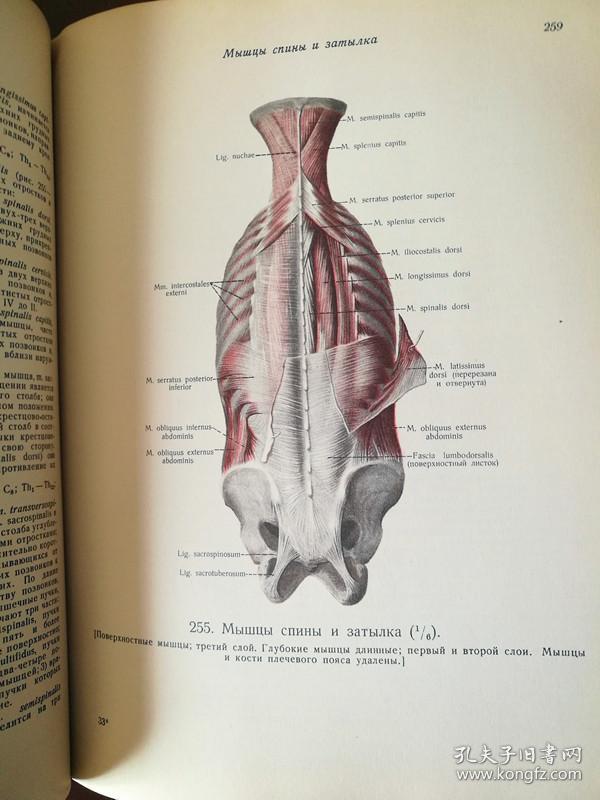 АТЛАСАНАТОМИИЧЕЛОВЕКА人体解剖图册第一卷1952