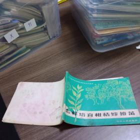 怎样培育柑桔嫁接苗