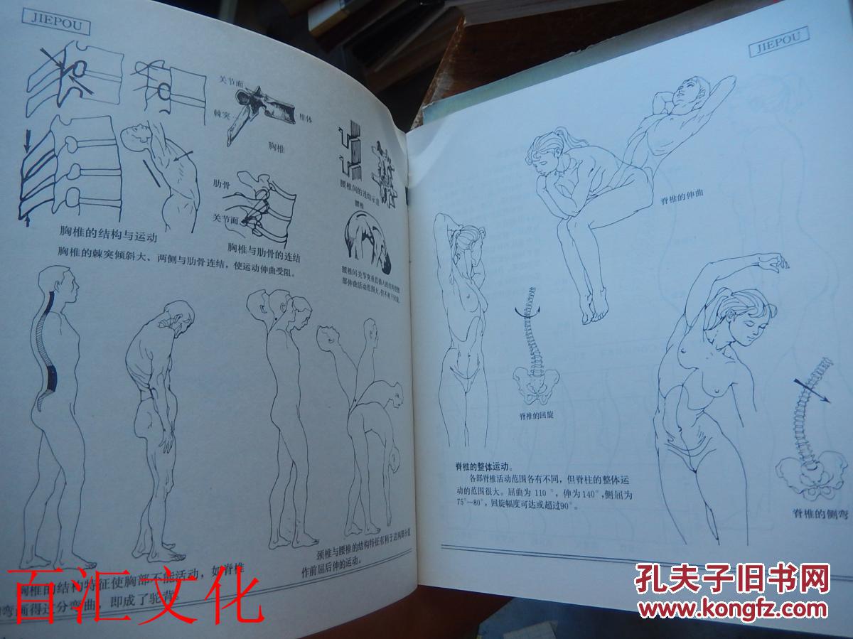 人体造型基础