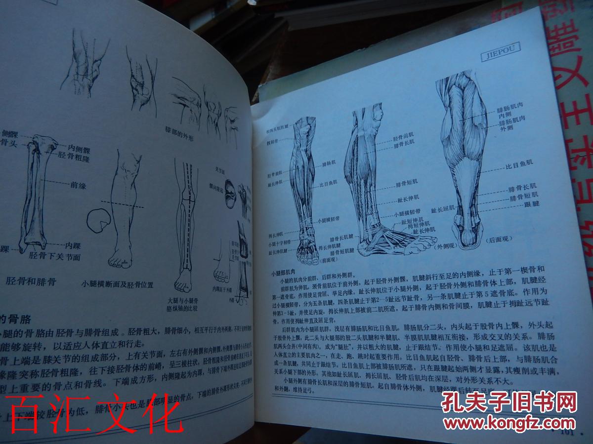 人体造型基础