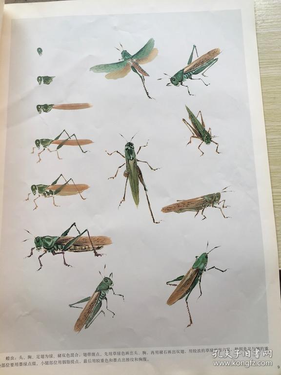美术教学示范作品:写意草虫画法 b1