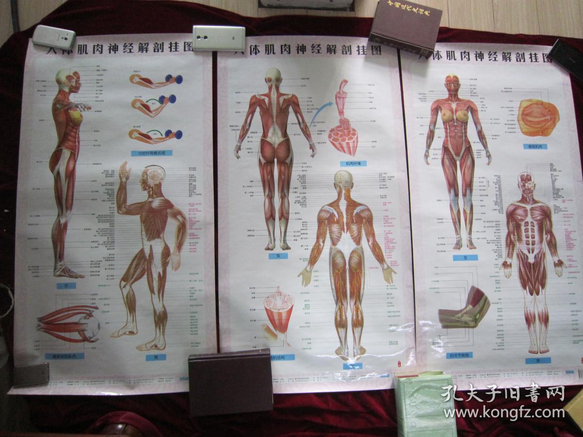 《人体肌肉神经解剖挂图》男女 共三张 每张 长100cm