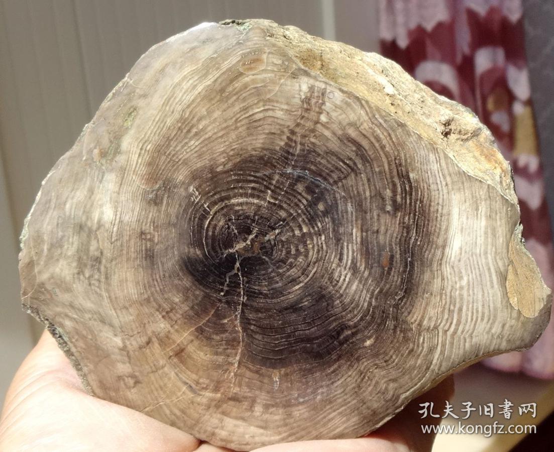 纯天然树化玉极品树化玉木化石带树皮带年轮绿色年轮
