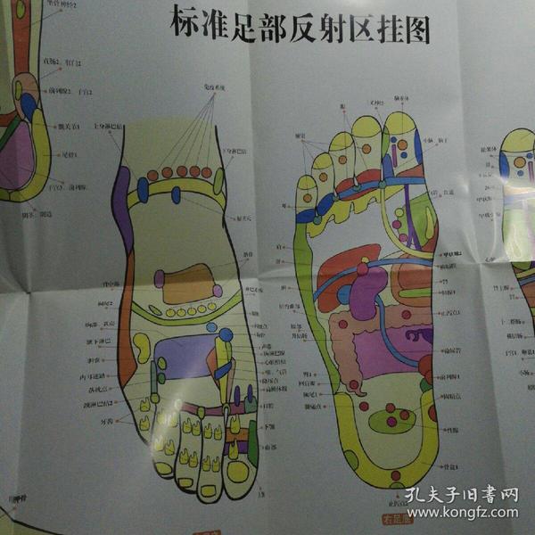标准足部反射区挂图