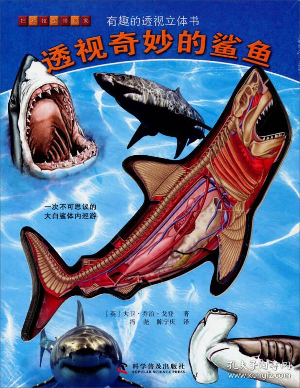 透视奇妙的鲨鱼