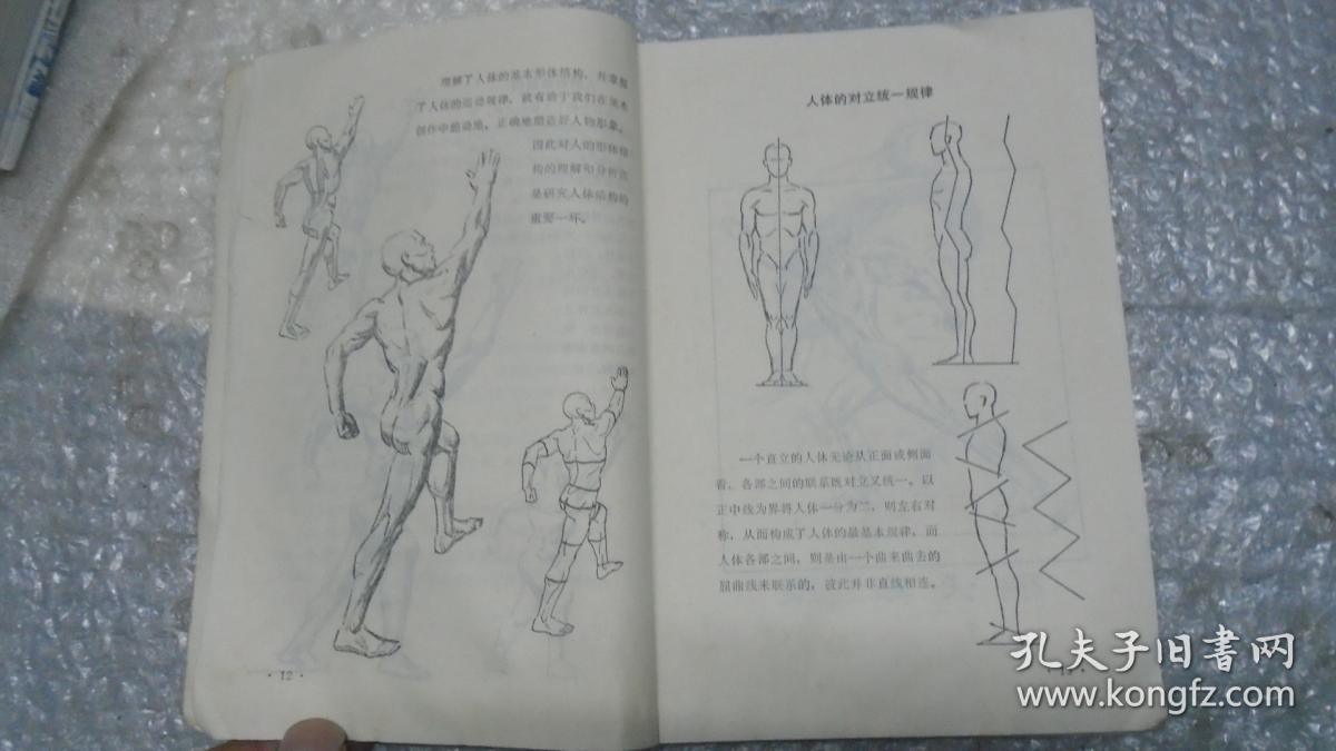 艺用人体结构