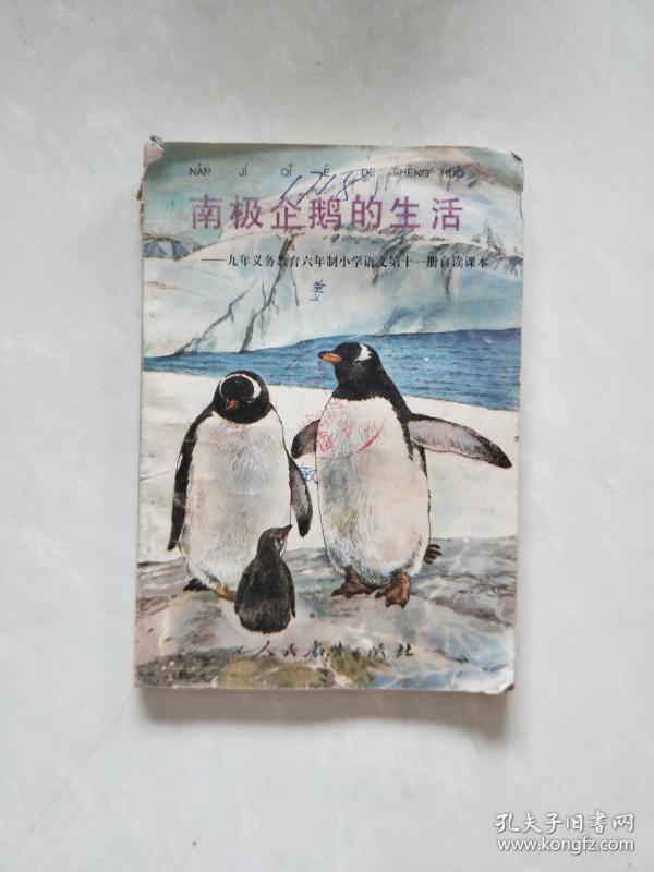 南极企鹅的生活