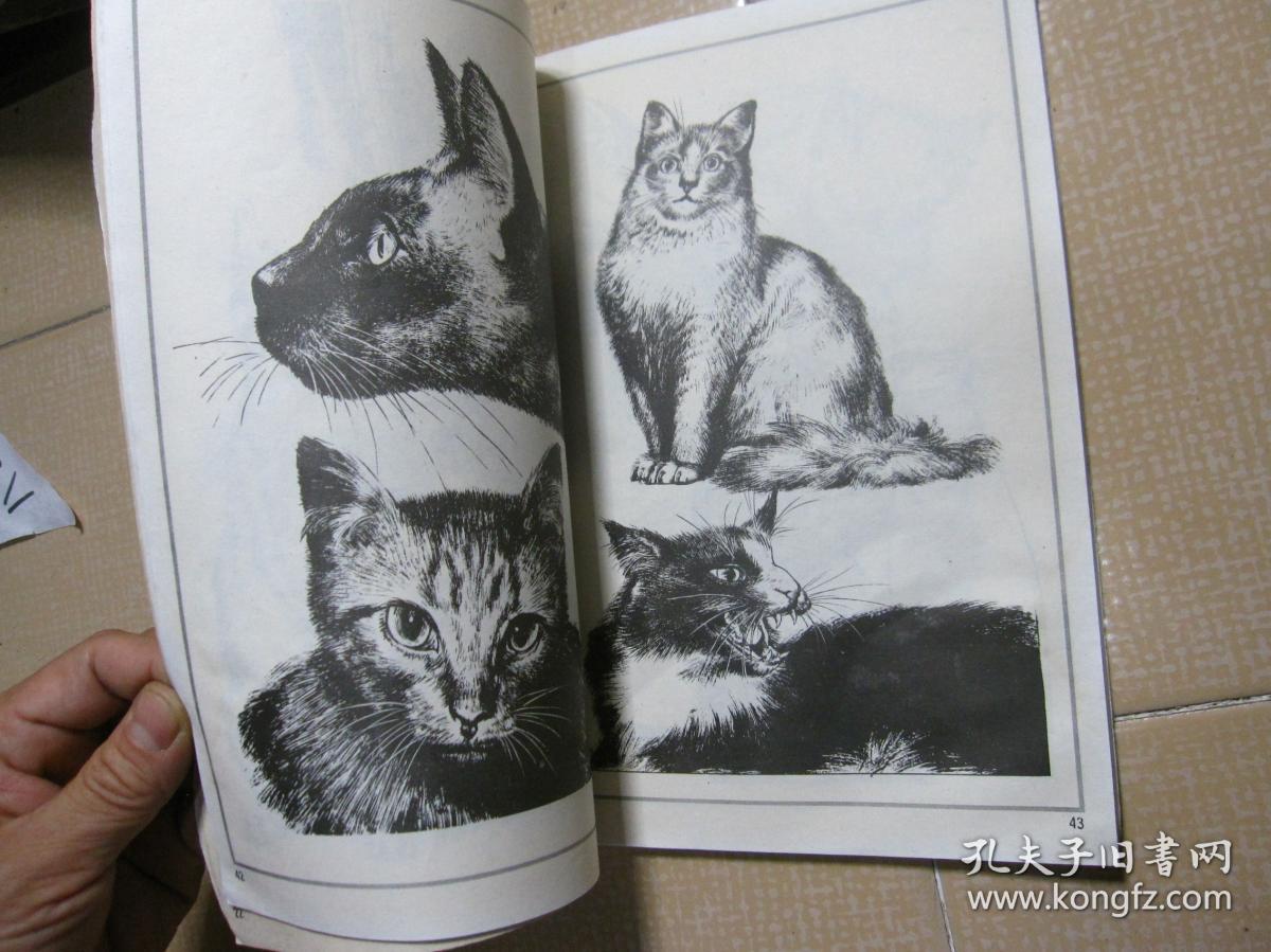 百猫图谱
