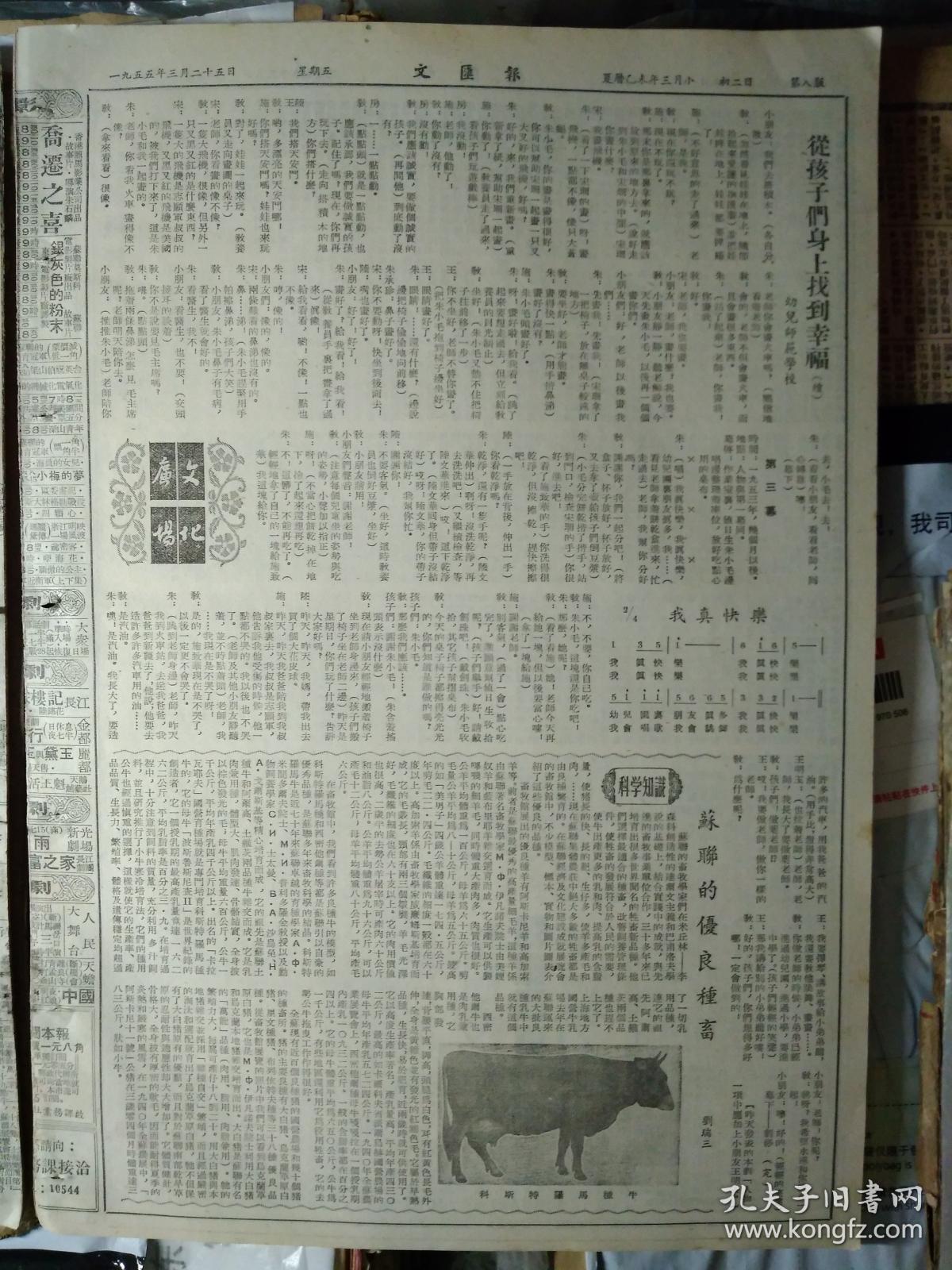 科斯特罗马种牛1照片.