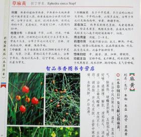 本草纲目正版彩图全4册精装解析版 中草药彩色