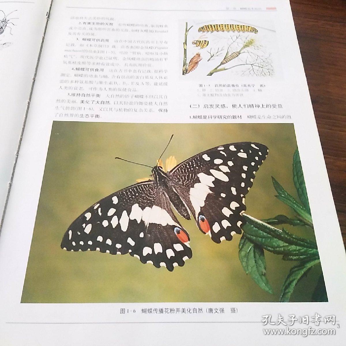 中国蝴蝶原色图鉴