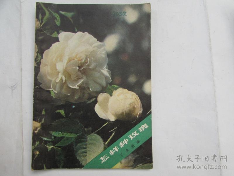 玫瑰花怎么种