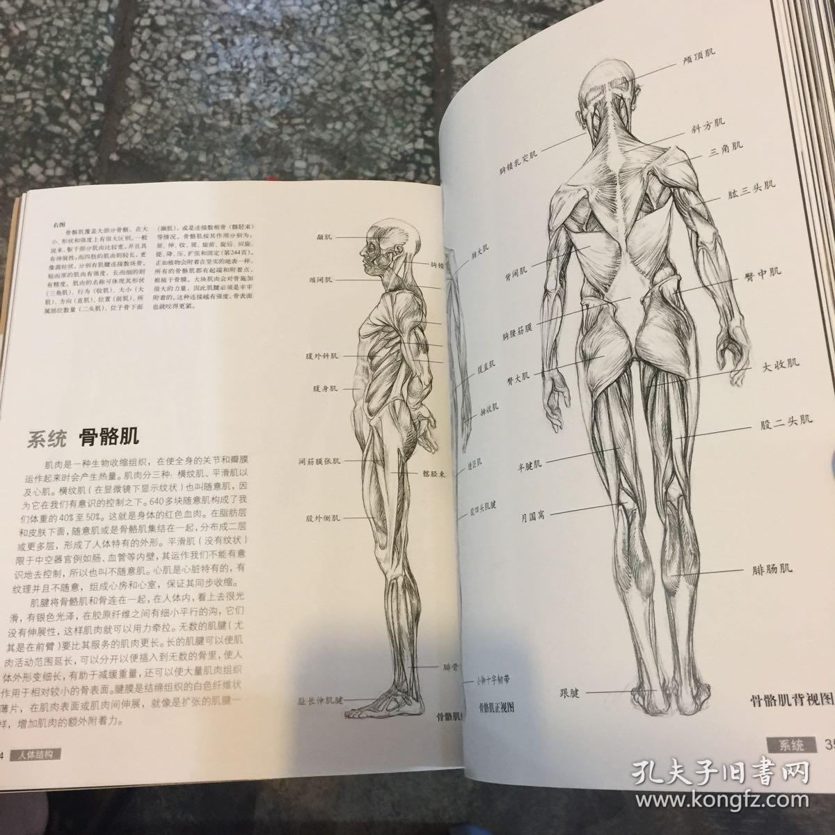 艺用人体解剖