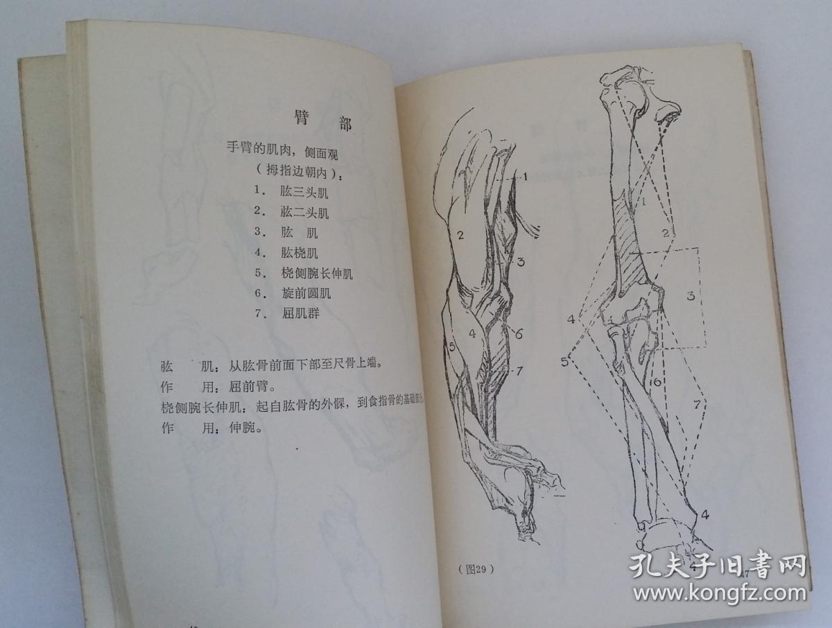艺用人体结构