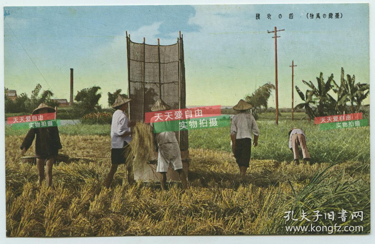 民国日占时期的台湾农村农业生产水稻收割打谷