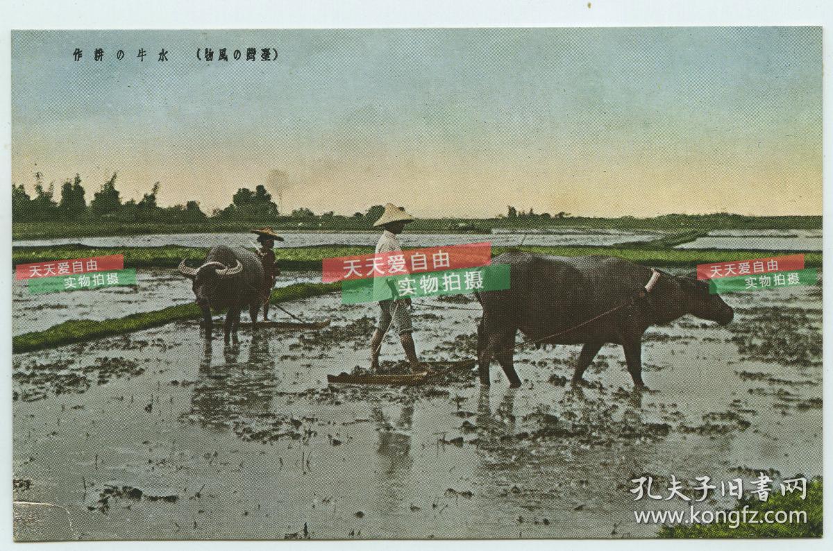 民国日占时期的台湾农村农业生产水牛耕地老明