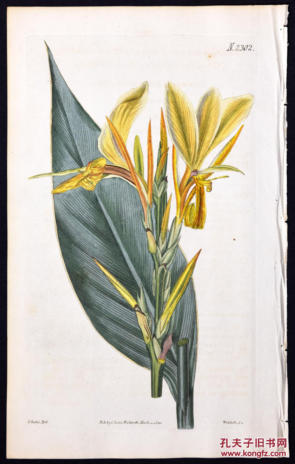 稀有精美-1822年英国柯蒂斯植物铜版画2302号,手绘插画植物图谱