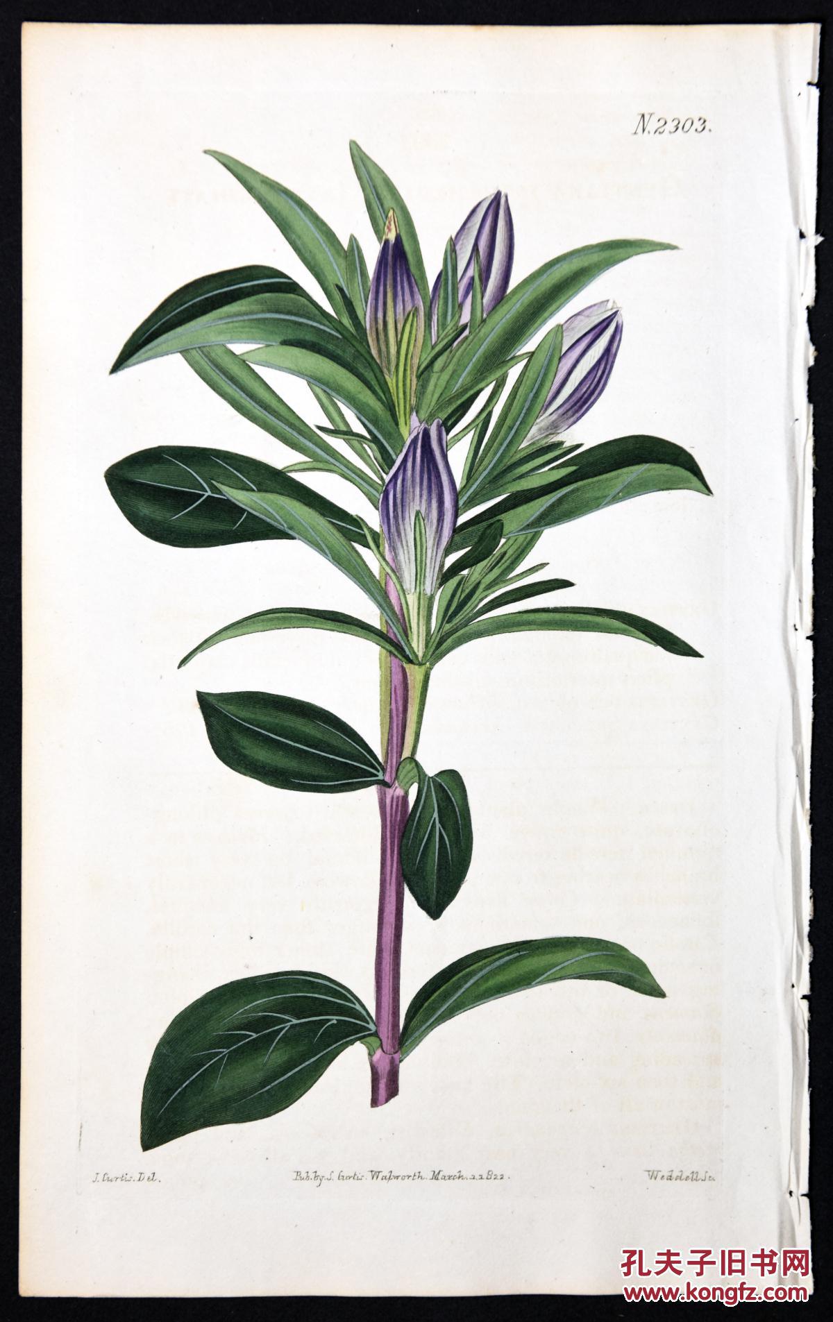 稀有精美-1822年英国柯蒂斯植物铜版画2303号,手绘插画植物图谱