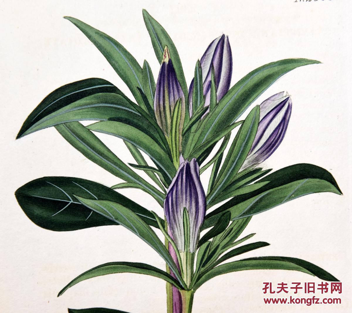 稀有精美-1822年英国柯蒂斯植物铜版画2303号,手绘插画植物图谱