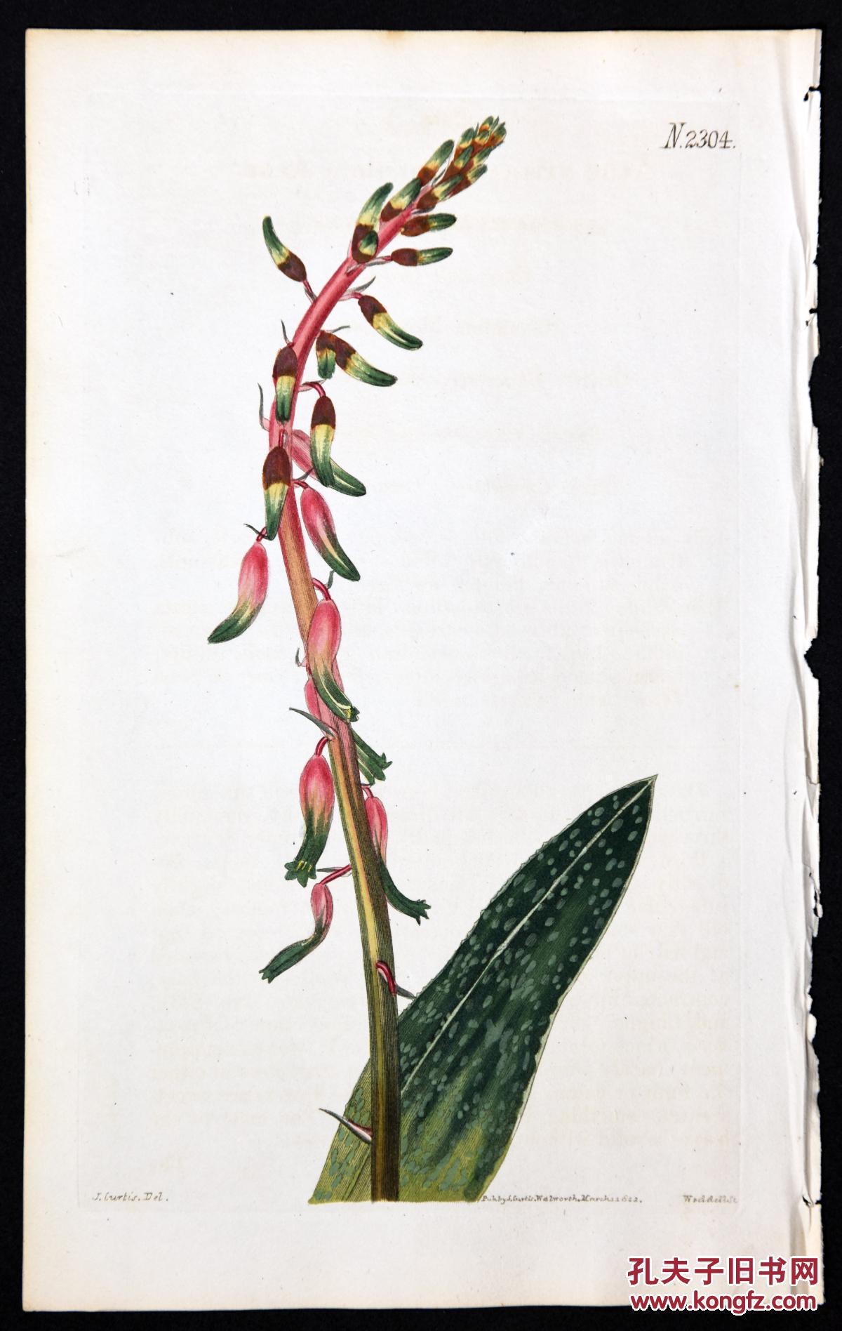稀有精美-1822年英国柯蒂斯植物铜版画2304号,手绘插画植物图谱