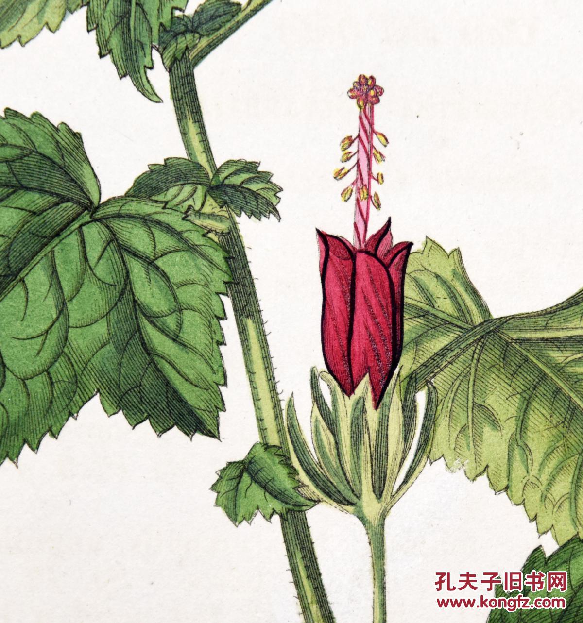 稀有精美-1822年英国柯蒂斯植物铜版画2305号,手绘插画植物图谱