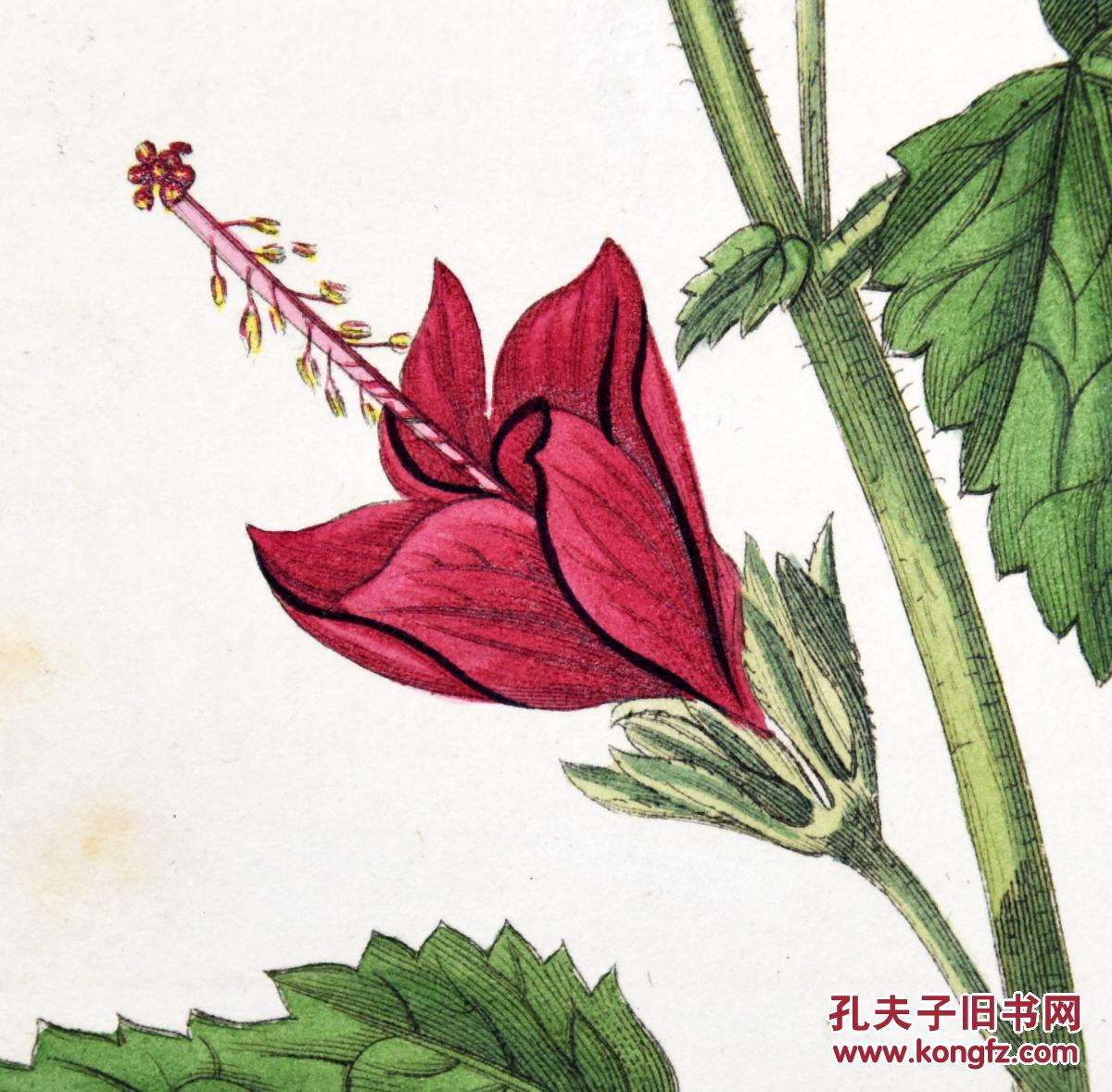 稀有精美-1822年英国柯蒂斯植物铜版画2305号,手绘插画植物图谱