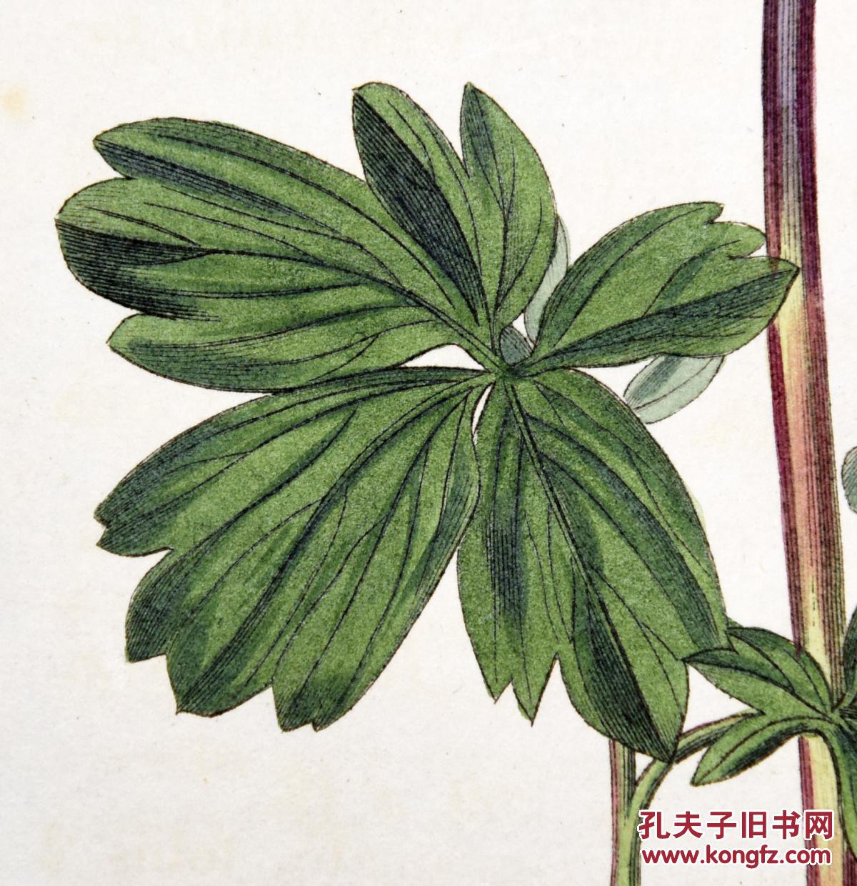 稀有精美-1822年英国柯蒂斯植物铜版画2340号,手绘插画植物图谱