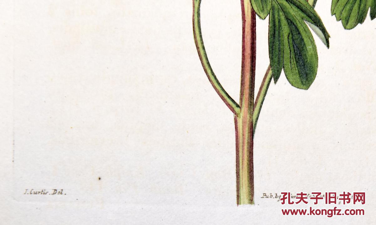 稀有精美-1822年英国柯蒂斯植物铜版画2340号,手绘插画植物图谱
