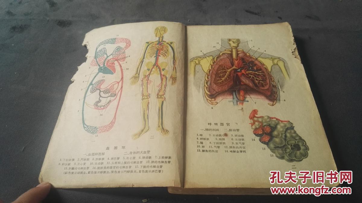 1959年 西医学资料 人民教育出版社 《人体解剖生理学