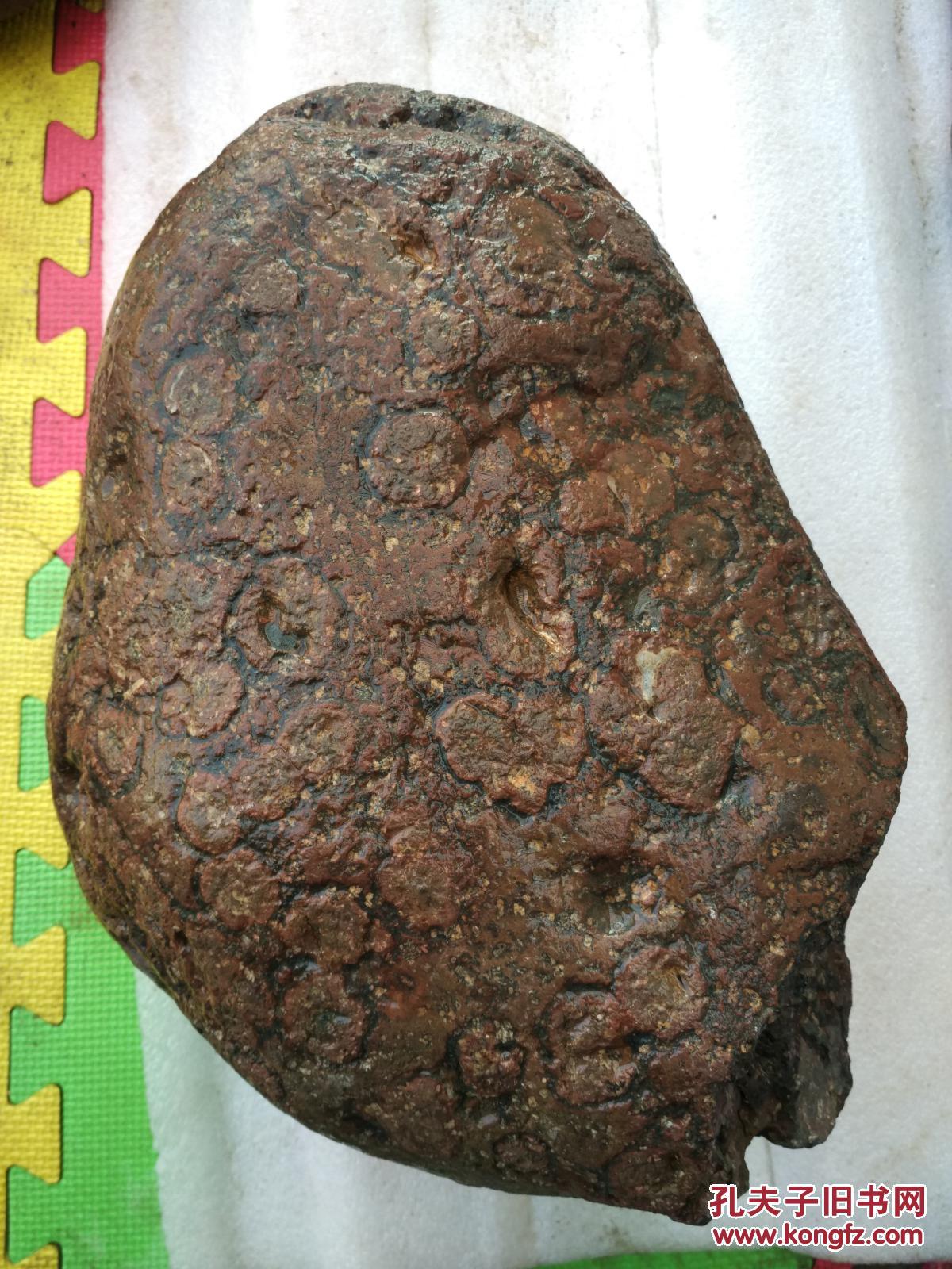 洛阳奇石新品金钱石原石11号