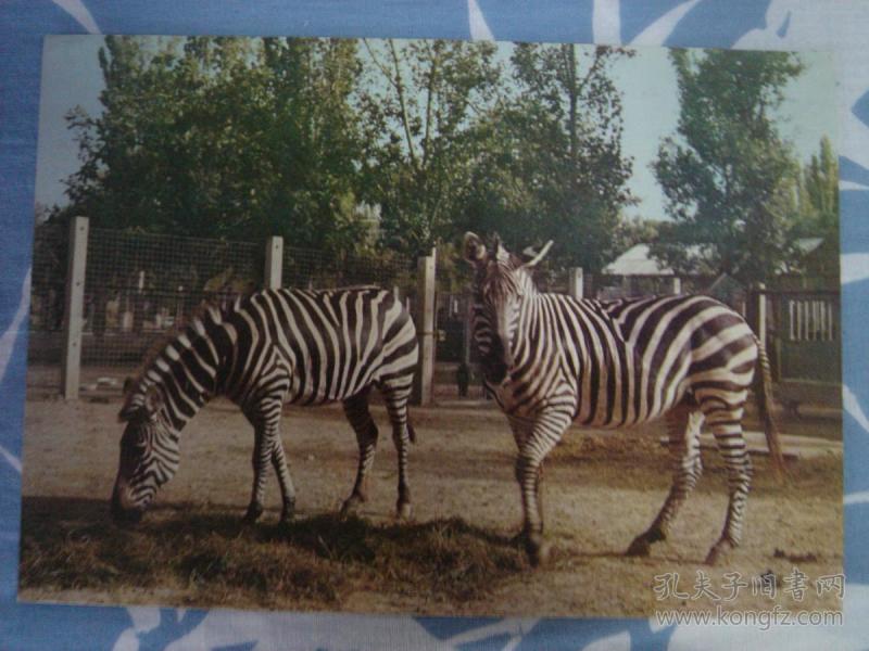 【旧地图】北京动物园导游图 36开 80年代版 斑