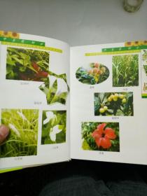 中草药图片大全3000种 p4YBAFsKCqKAfPQwAAF0-lx9oHg359_s.jpg