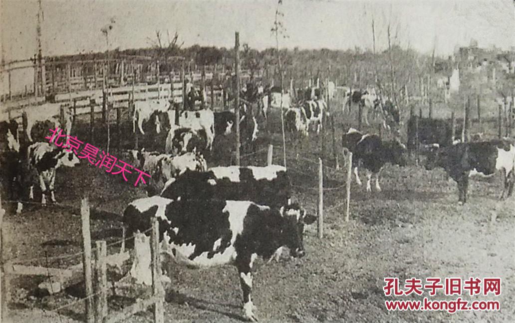 上海畜植牛奶公司1932年12张再现中国最早的牛奶生产企业珍贵历史照片