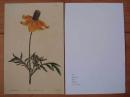 英国1813年花卉[铜版画]明信片