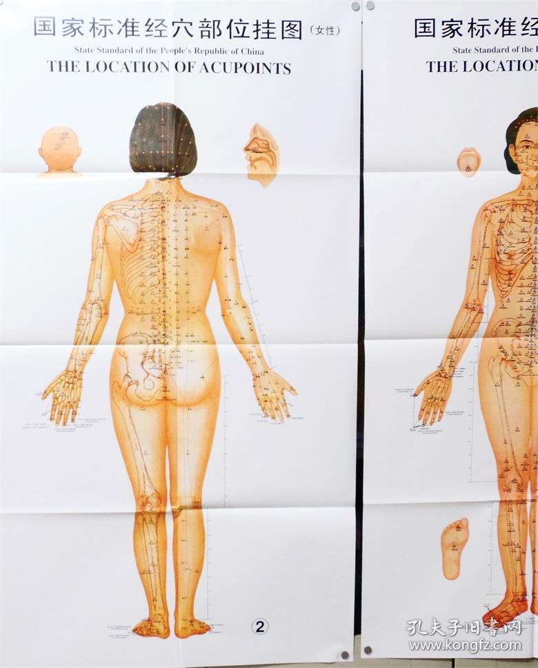 国家标准经穴部位挂图(女性)(共3张)中国中医研究院针灸研究院编著