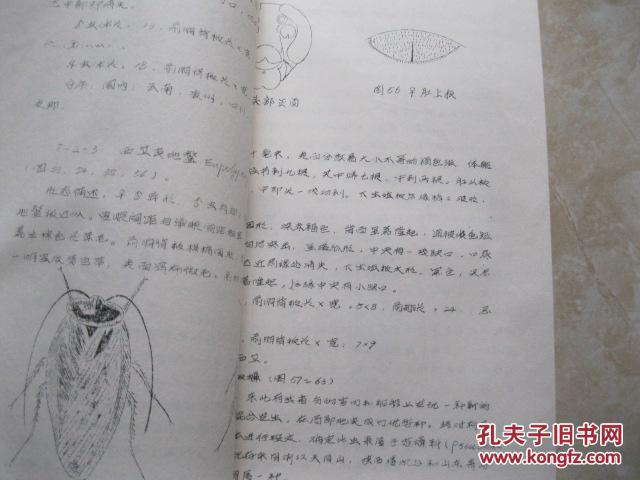 蟑螂曲谱_蟑螂幼虫(3)