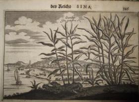 17世纪西洋版画,香料作物,生姜、肉桂、肉豆蔻