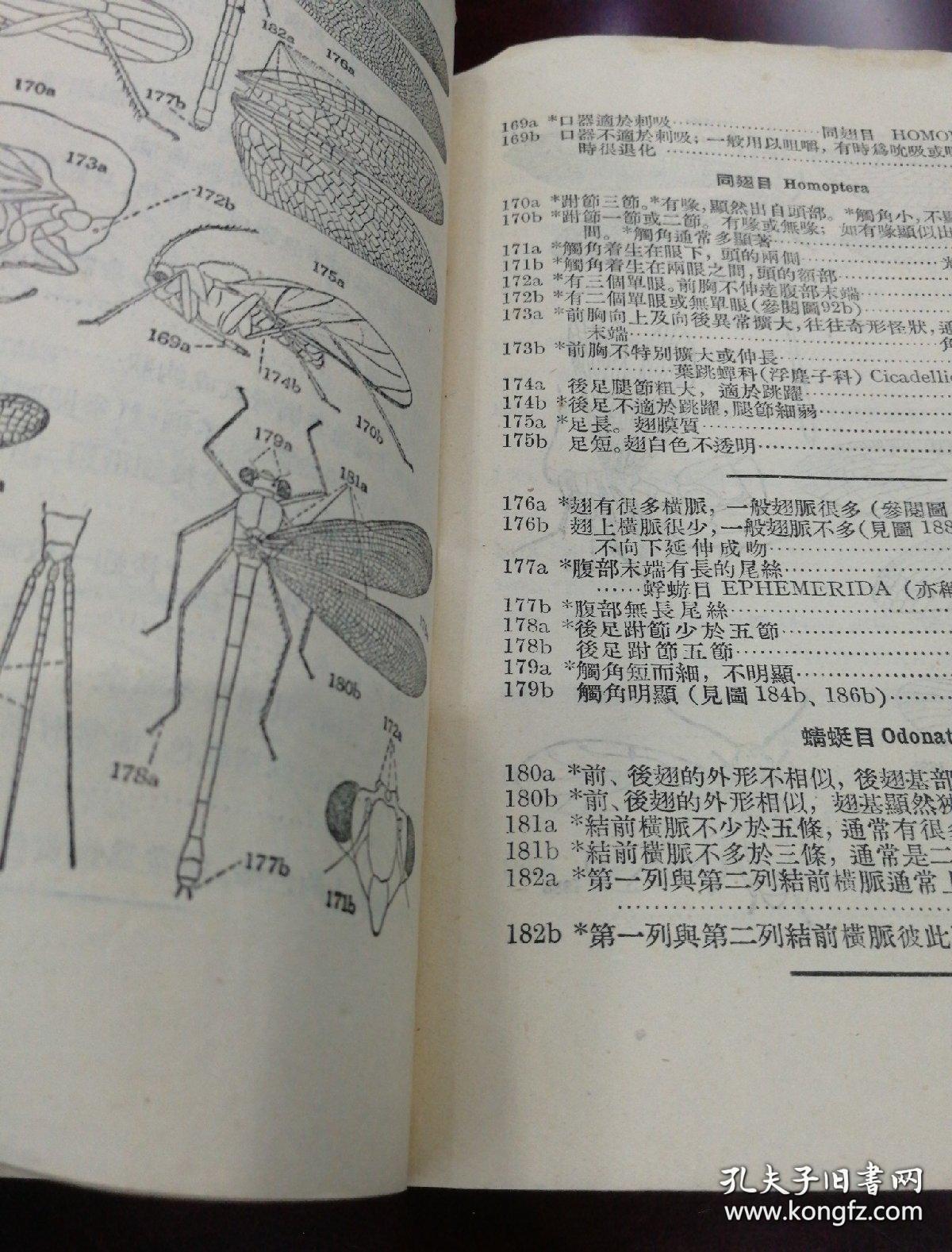 昆虫主要目科检索表