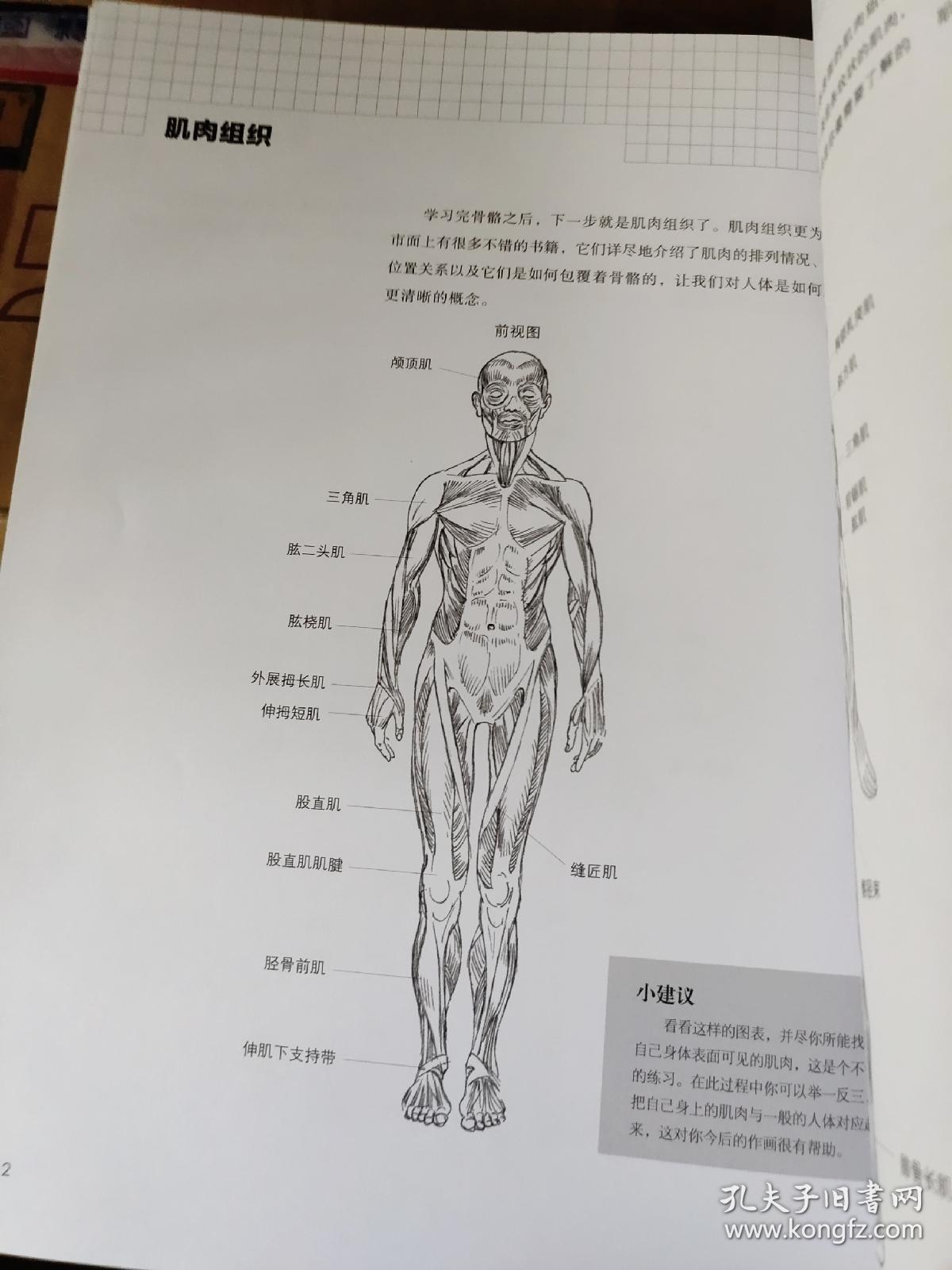 美术技法一点通 人体写生基础
