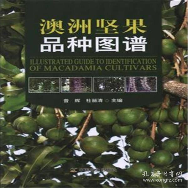 澳洲坚果品种图谱