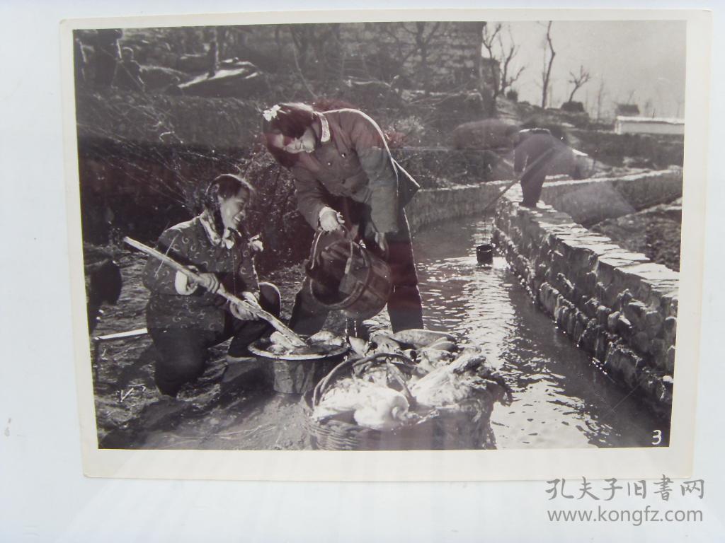 老照片:【※1963年,河南省林县吴村公社,兴修水利灌溉