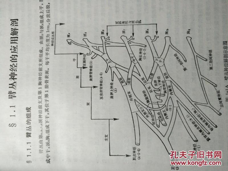 臂丛神经损伤与疾病的诊治 。_顾玉东 著
