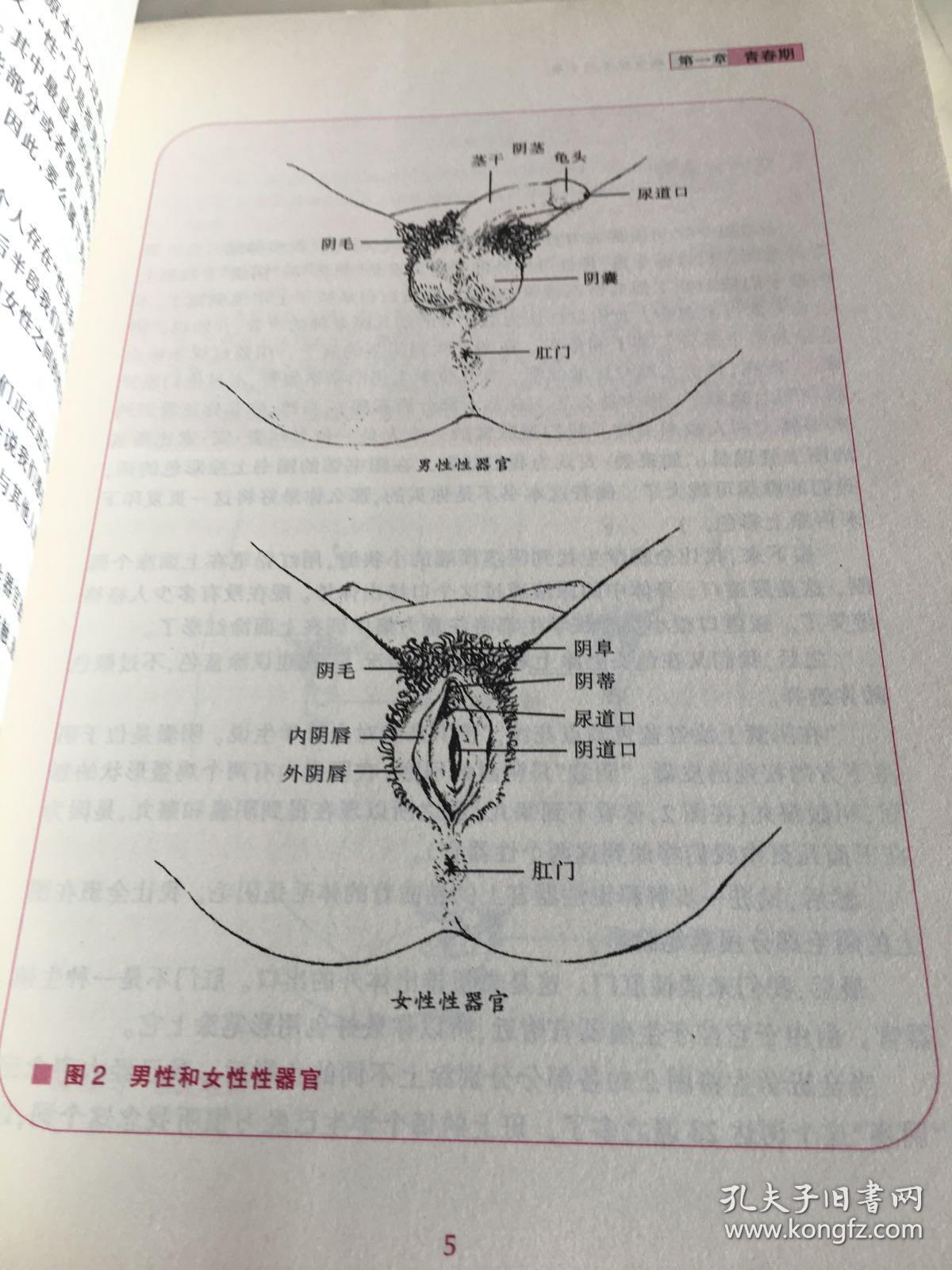 身体的秘密:青春期女孩使用手册(女生卷)