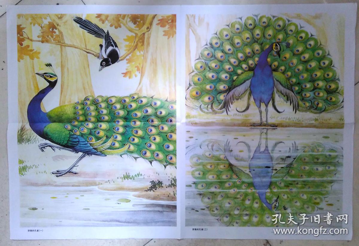 骄傲的孔雀.教学挂图2张 2开
