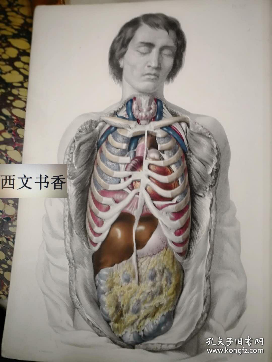 巨型本:54*37厘米开本,西方医学经典《人体内部器官构造,移植,诊断