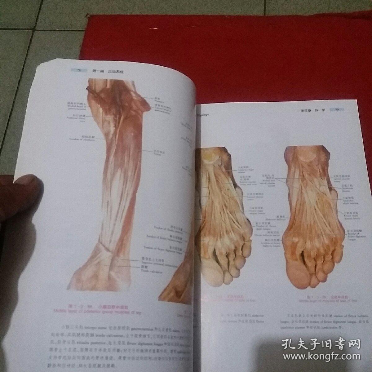 全国高等医药院校教学辅导用书:新编人体解剖学图谱(供基础预防临床