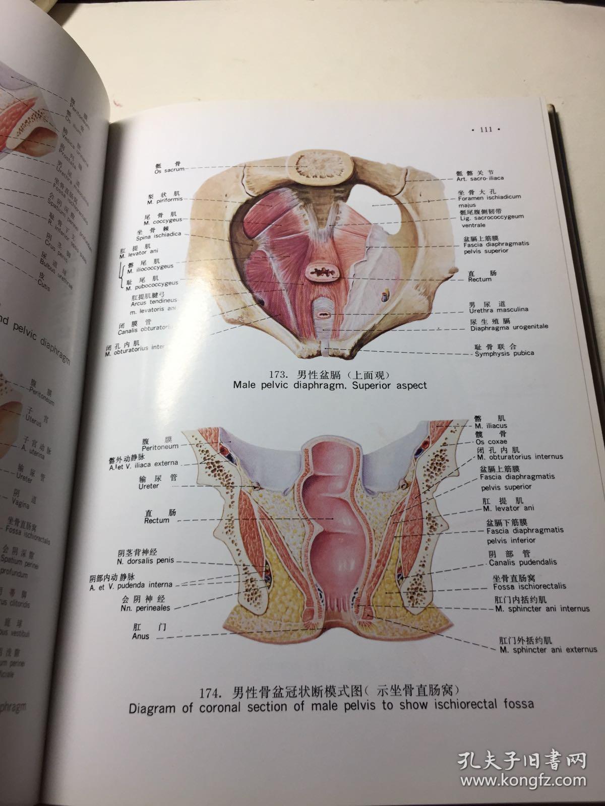 人体解剖彩色图谱