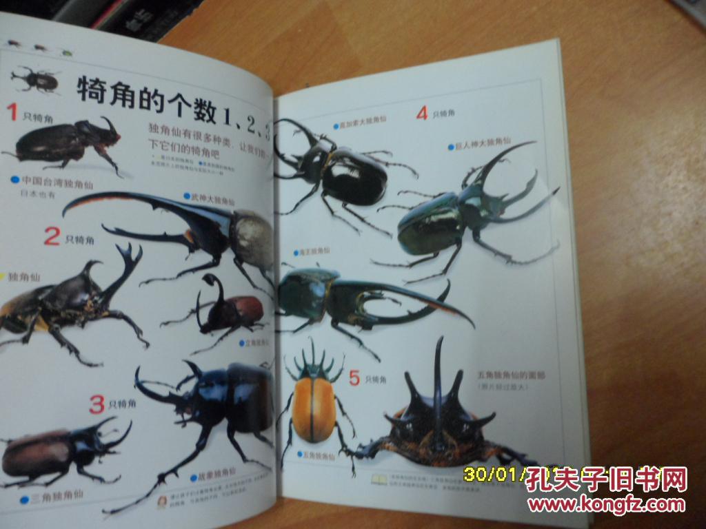21世纪幼儿百科——昆虫(大16开本)