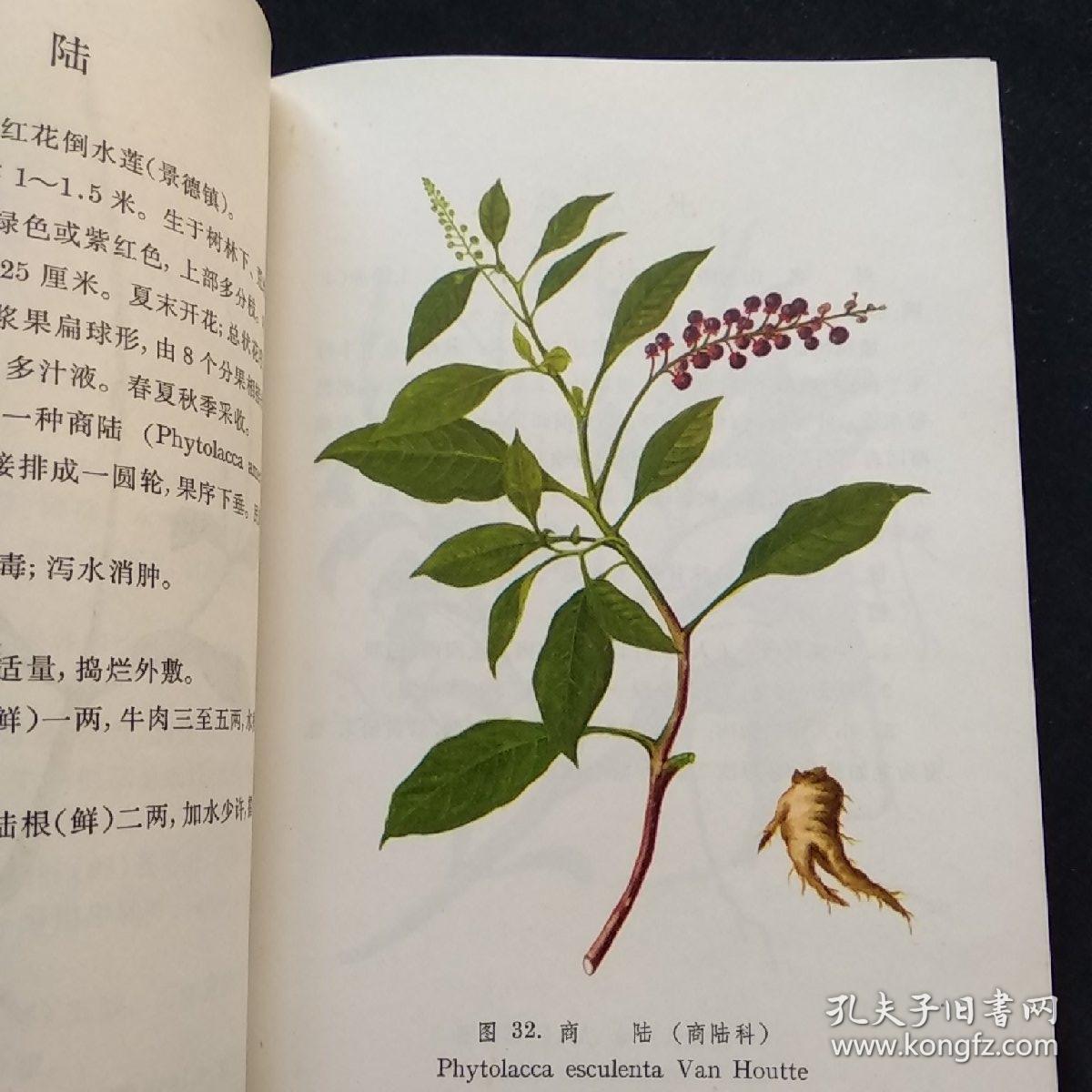 江西草药少见全彩图版十品收藏首选