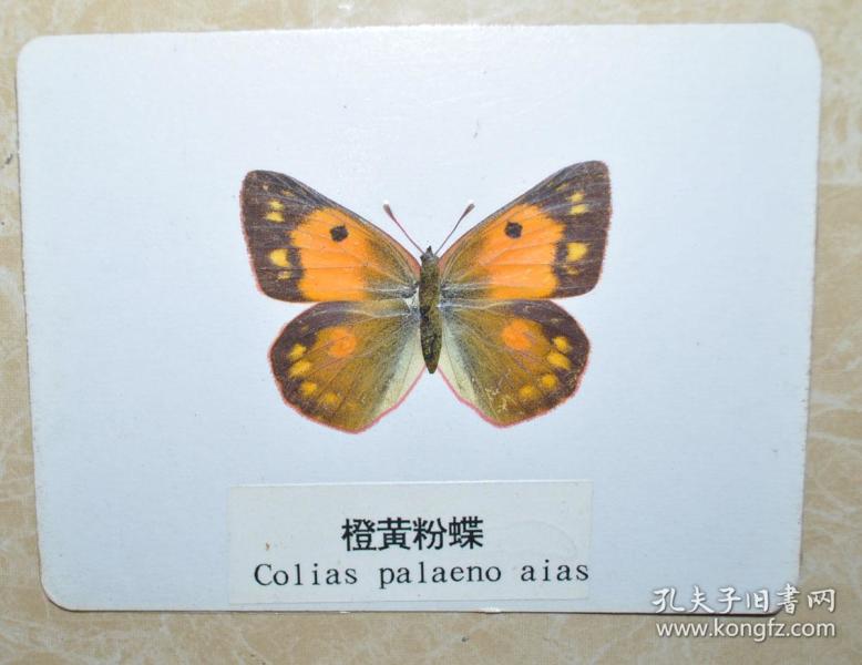 早期名贵 活体塑封 蝴蝶标本-----橙黄粉蝶